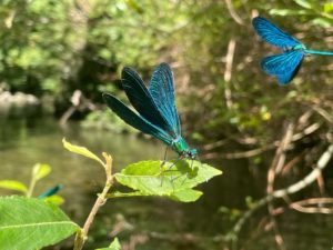 Libellule dans Canyon de la Haute Besorgues en Ardèche